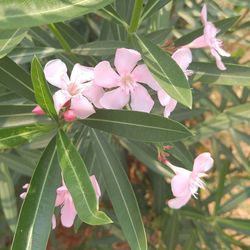 Close-up of pink flowers