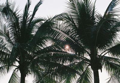 Low angle view of palm trees against sky