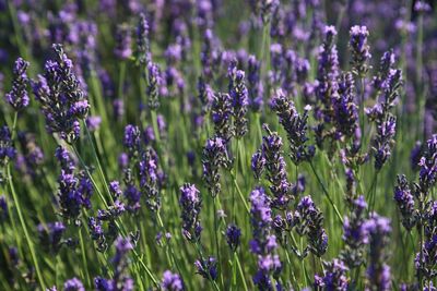 Close-up of lavender flowers blooming on field