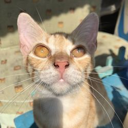 Close-up portrait of a cat