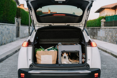 Pet dog in travel bag placed near paper package with fresh vegetables in open trunk of car parked near country house