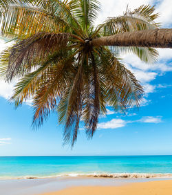 Palm tree by sea against sky