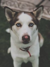 Close-up portrait of dog