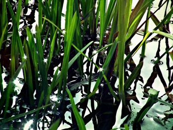 Close-up of plants