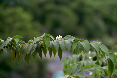 Close-up of flowering plant