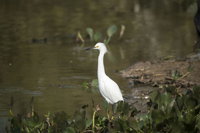 Gray heron in lake