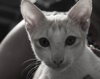 Close-up portrait of cat