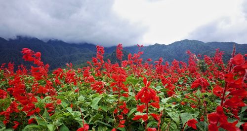 Close-up of red flowering plants against cloudy sky