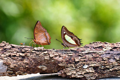 Close-up of butterfly on rock