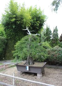 Bird on tree against plants