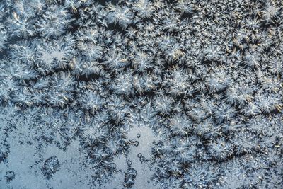 High angle view of plants on snow