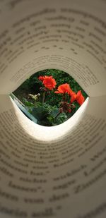 High angle view of potted plant on book