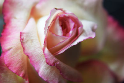 Close-up of pink rose