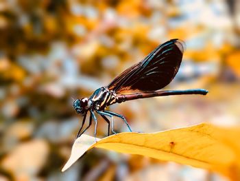 Close-up of butterfly on leaf