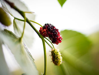 Close-up of red berries on plant