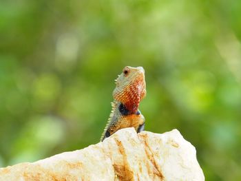 Close-up of lizard against blurred background