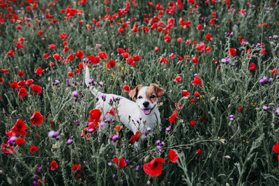 High angle portrait of dog standing amidst flowers in park