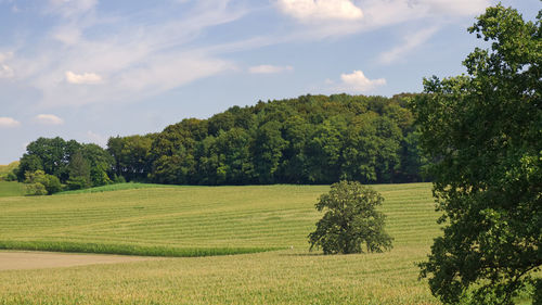 Scenic view of field against sky