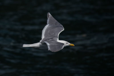 Close-up of seagull flying