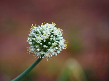 Close-up of white flowering plant