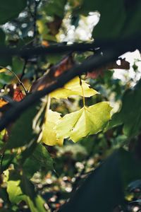 Close-up of leaves on tree during autumn