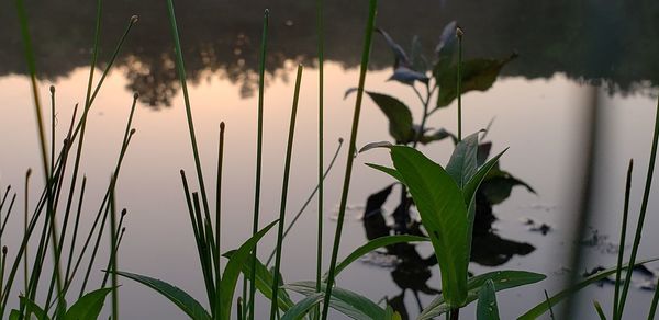 Close-up of plants against blurred background