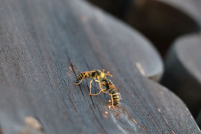 Close-up of insect on wood