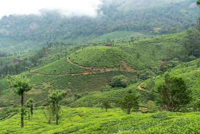 Scenic view of agricultural field