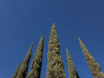 Low angle view of plants against clear blue sky