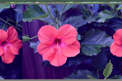 Close-up of red flower