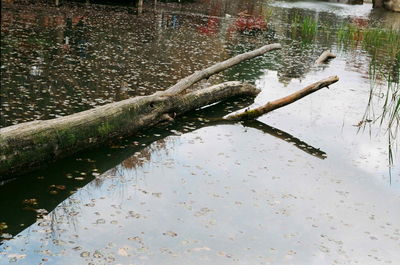Reflection in puddle