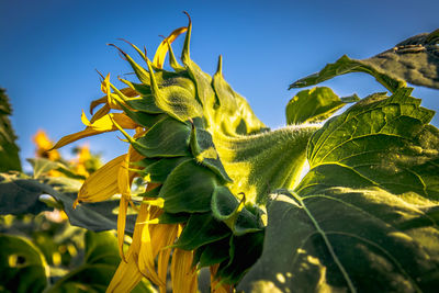 Close-up of yellow flowering plant against sky