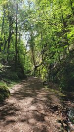 Footpath amidst trees in forest