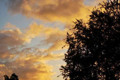 Low angle view of trees against cloudy sky