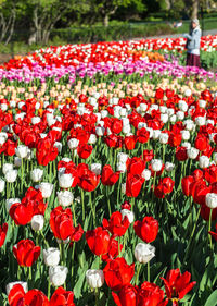 Close-up of poppy flowers blooming outdoors