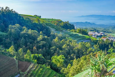 Landscape of the terraced spring onion fields, sukomakmur, magelang, indonesia