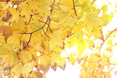 Low angle view of autumnal leaves on tree