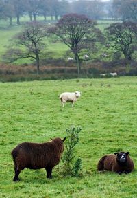 Sheep in a field
