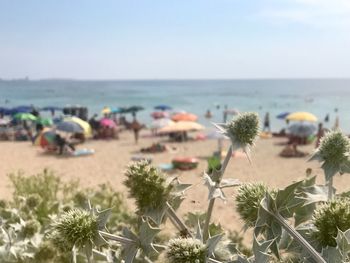Plants growing on beach against clear sky
