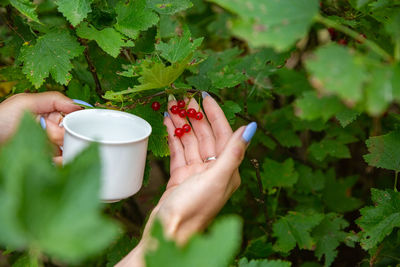 Cropped hand of woman holding plant