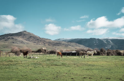 Spanish horses grazing in the beautiful fields of the mountains of segovia, castilla y leon spain