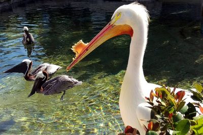 Swans swimming in lake