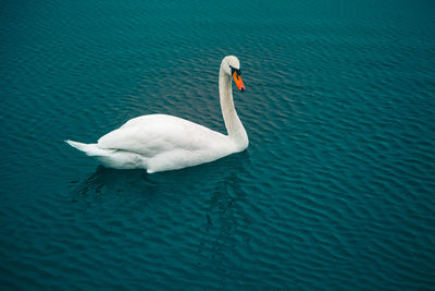 Close-up of swans swimming in lake