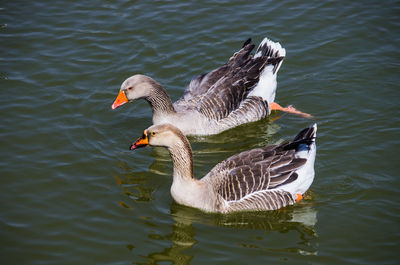 Close-up of duck swimming in lake