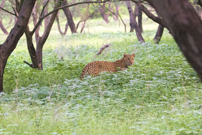 View of a cat on field