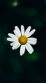 Close-up of white daisy flowers