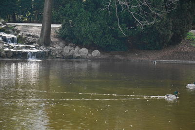 Scenic view of lake in forest