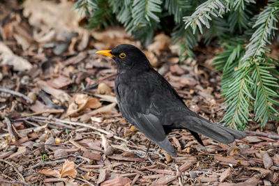 Close-up of bird perching on a field