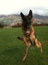 Portrait of dog on field