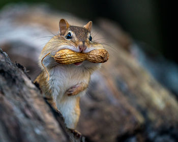 Close-up of squirrel